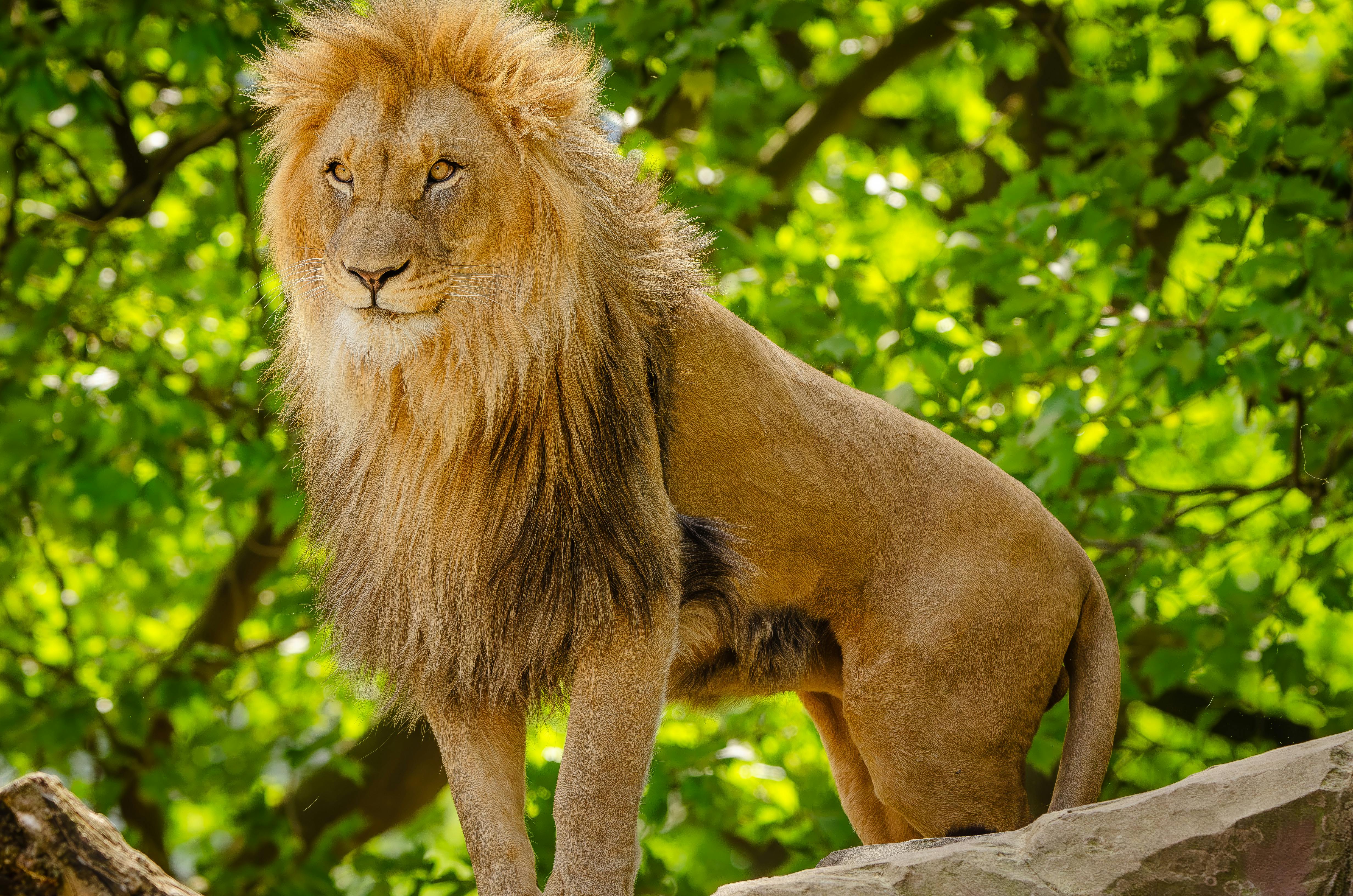 Quand le Soleil entre en Lion