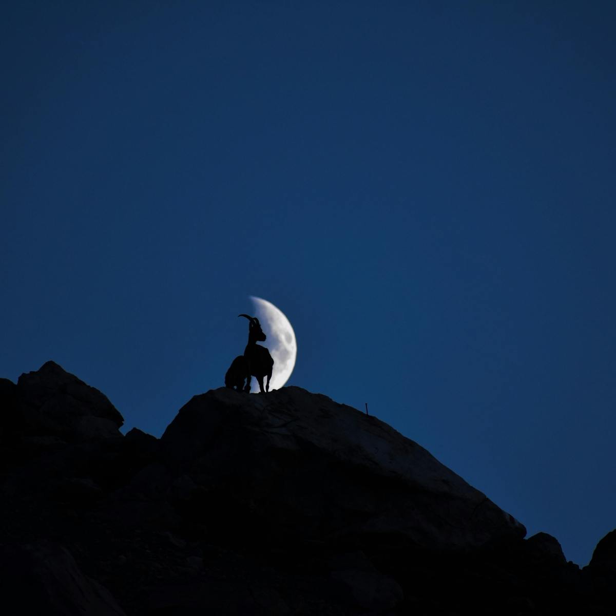 Saison du Capricorne